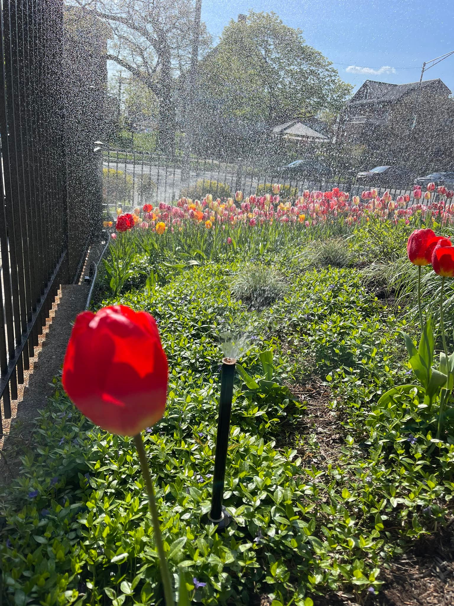 Sprinklers Flowerbed 5.jpg