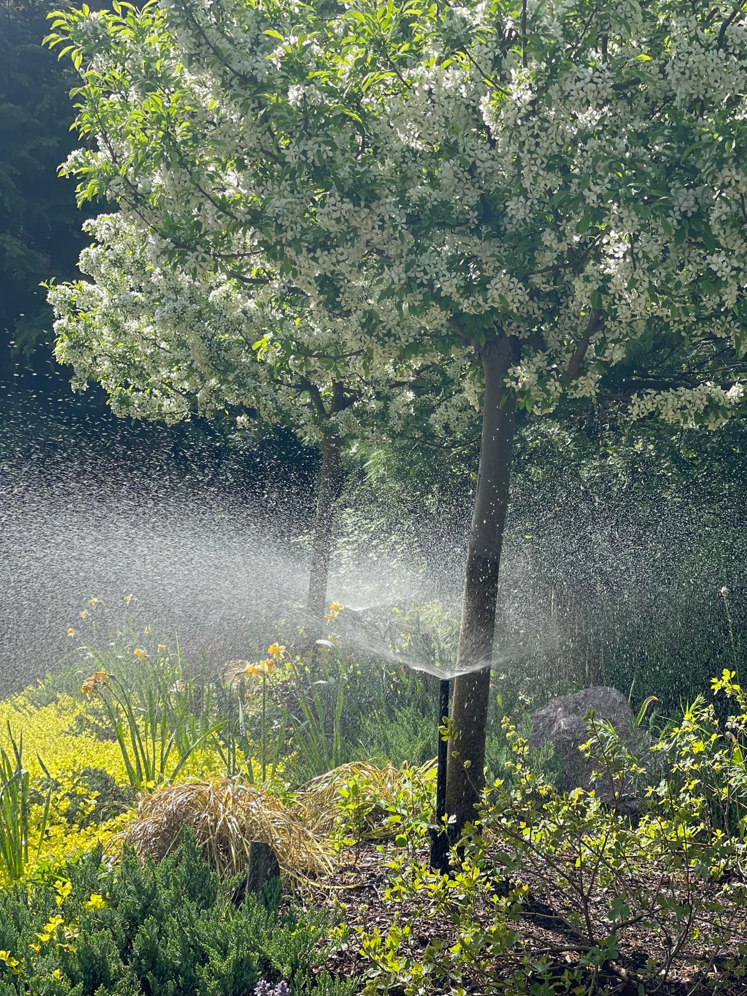 Sprinklers Flowerbed 8.jpg